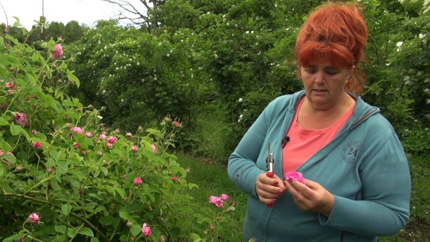 Antonija Zelenika: Na nekim grmovima šipka će biti četiri puta više nego inače