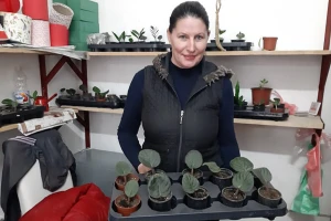 Kako zalivati afričku ljubičicu, a koliko svetlosti obezbediti?