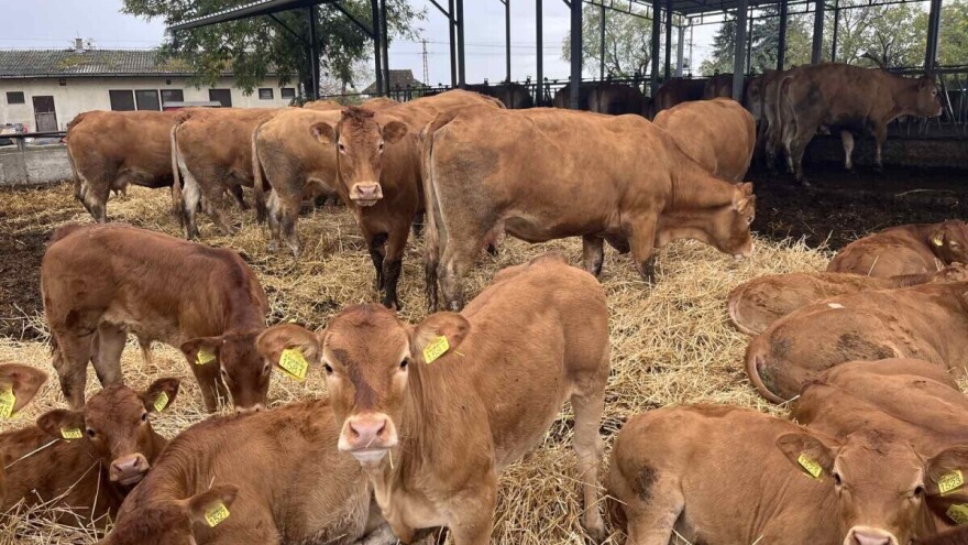 Stočari poručili ministru: "Ako se ukine mera od 100.000 dinara, te junice će završiti u klanici"