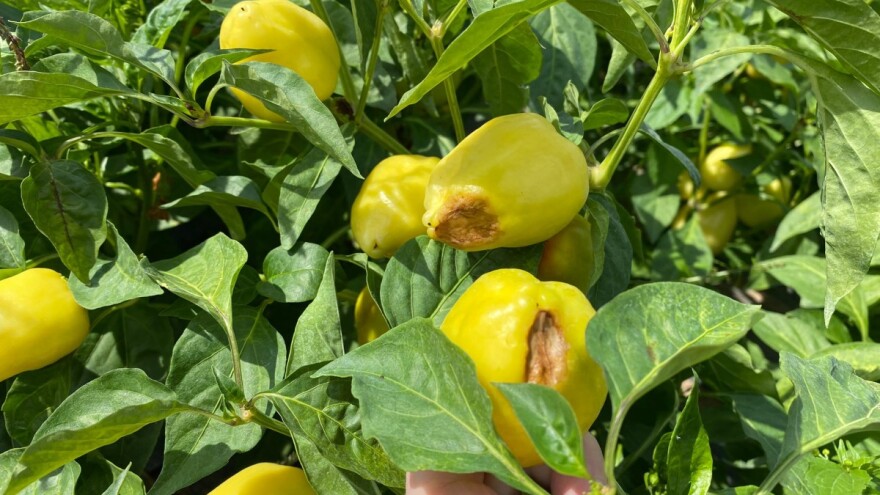 Antraknoza paprike: Razvoju ove bolesti pogoduje toplo i vlažno vreme