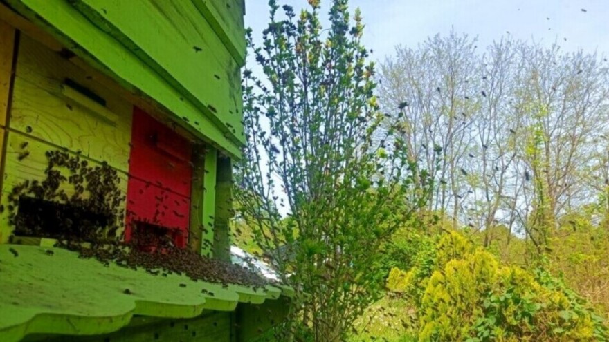 Smer pčelinjeg izlaza: Zašto je važno na koju stranu se okreće leto košnice?