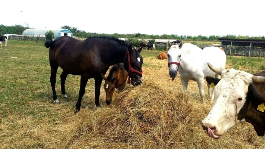 Mjesec u znaku vukopasa, trovanja, napuštenih sela, ali i inspirativnih priča