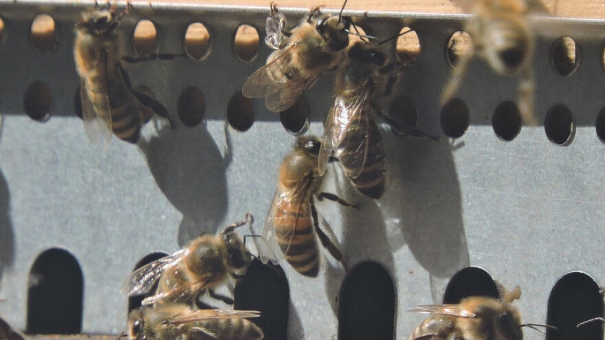 Ne morate do Njemačke po ljekoviti zrak iz košnice