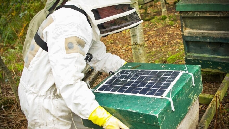 U samo godinu dana sakupila više podataka o pčelarstvu nego svi pčelari u povijesti