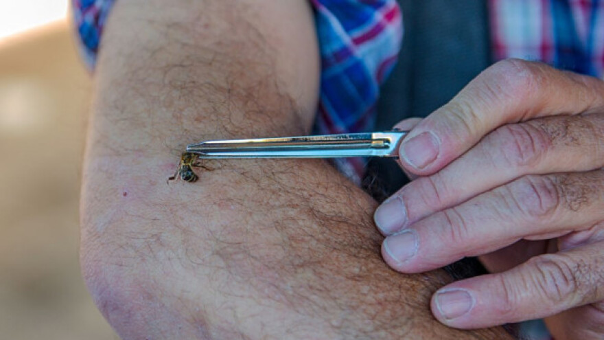 Apiterapija - prirodni lijek za krvožilni sustav