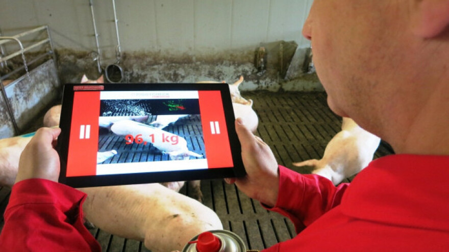 Aplikacija bez kontakta mjeri težinu tovljenika