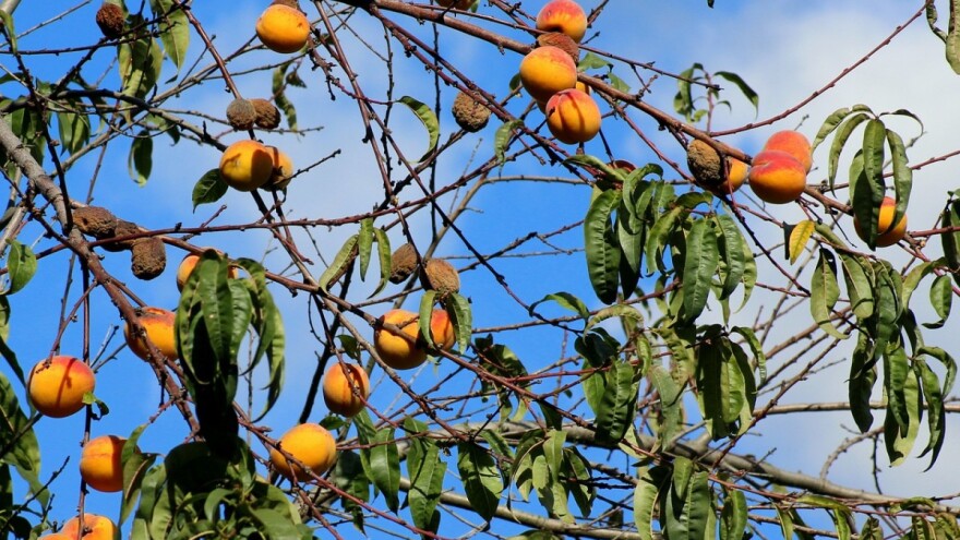 Apopleksija kajsije: Kako ju prepoznati, kako spriječiti i liječiti?