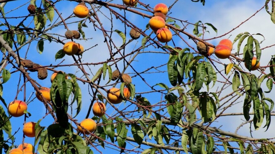 Apopleksija kajsije: Kako je prepoznati, sprečiti i lečiti?
