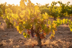 Apopleksija se širi vinogradima!