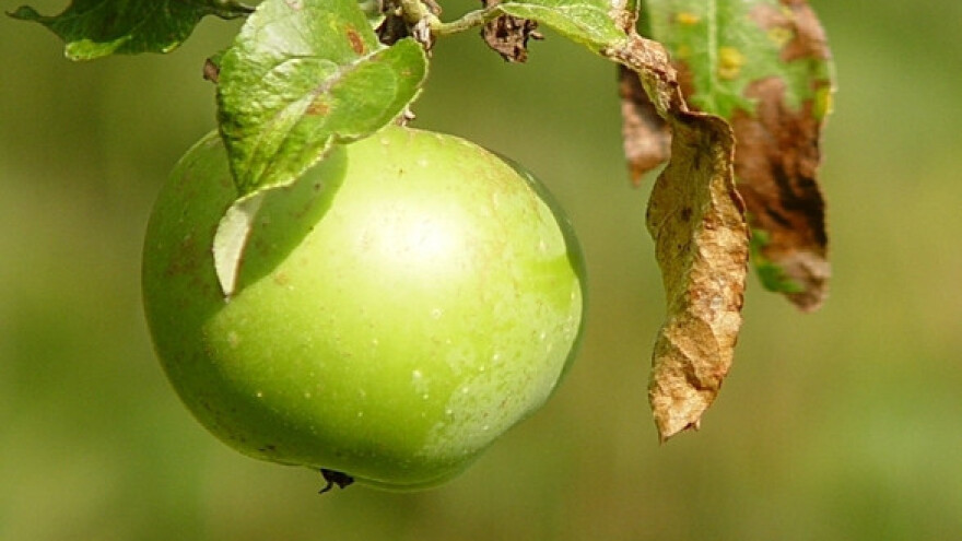 Kako prirodno suzbiti krastavost jabuke?