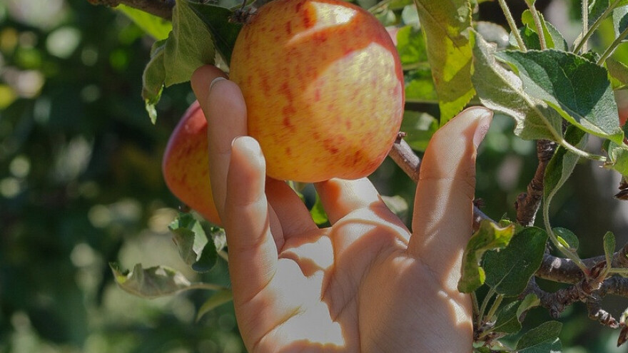 Suša srezala i prinos voća i dnevnice sezonaca