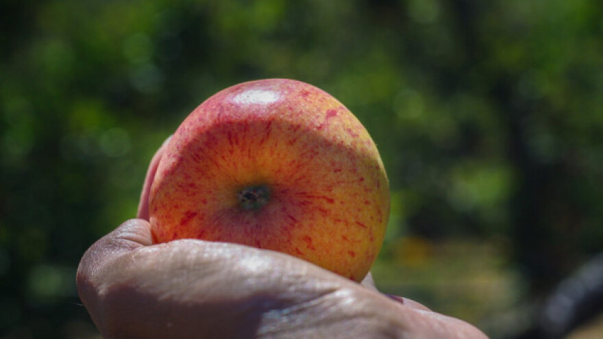 Poljske jabuke izvoze diljem svijeta
