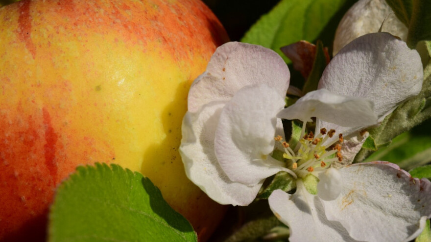 Probeharala jabuka u Čaplju