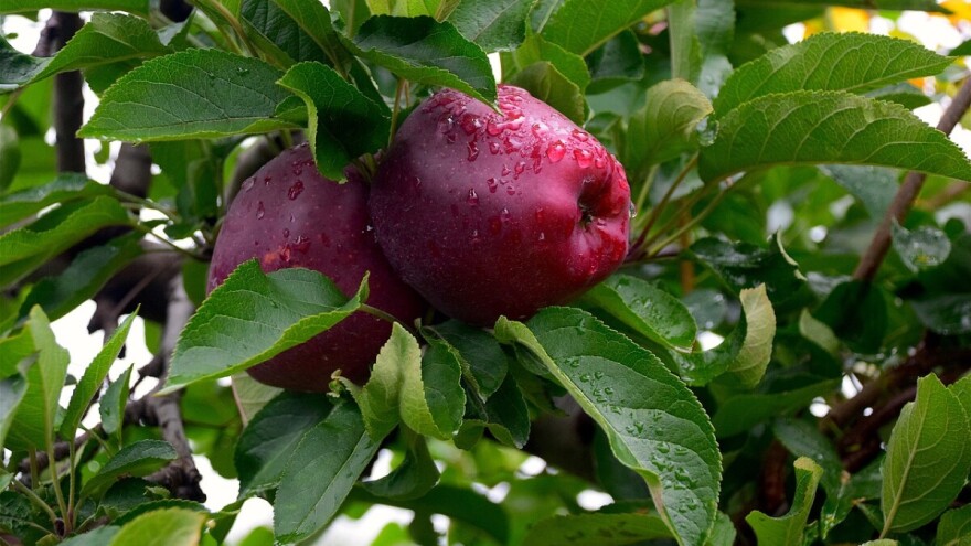 EU projekti u BiH vrijedni su 71 milion eura - u fokusu i poljoprivreda