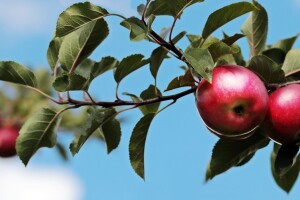 Vrijeme je za gnojidbu trajnih nasada - odaberite najbolja organska gnojiva