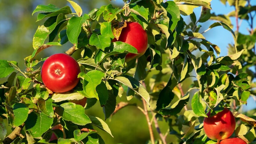 Program potpore za proizvođače jabuka - objavljen Pravilnik za 2019.