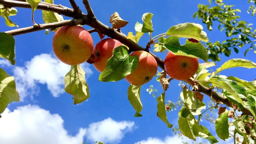 Sade voćke za građane na Dunavskom otoku - prednost daju starim sortama