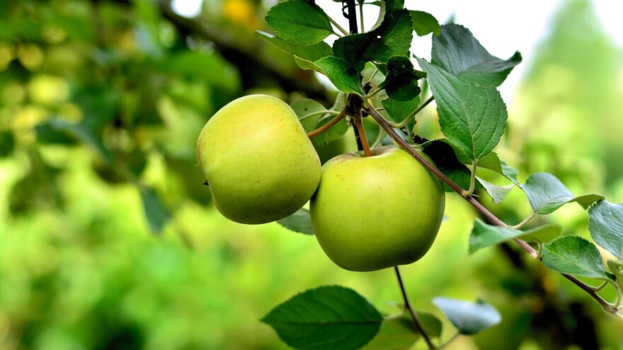 Prijedlog pravilnika o provedbi Programa potpore za proizvođače jabuka