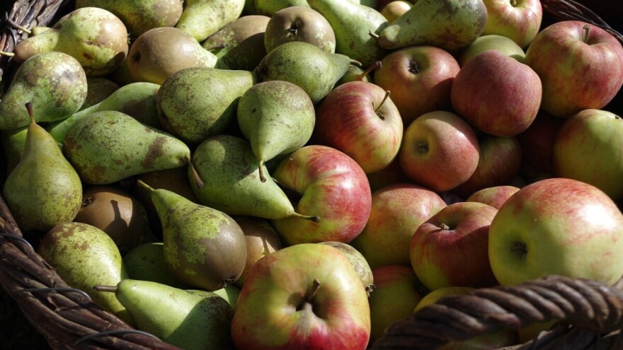 Bolesti jabuke i kruške u skladištu - kako ih spriječiti i liječiti