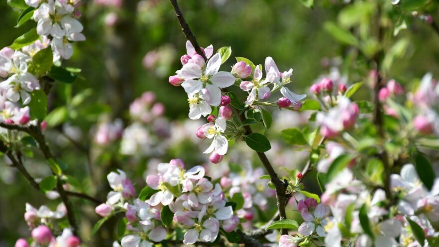 Proljetna prihrana trajnog nasada prilika je za snažniji i sigurniji razvoj
