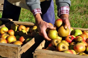 Kako pomoću ovih pokazatelja, odrediti pravo vreme berbe voća