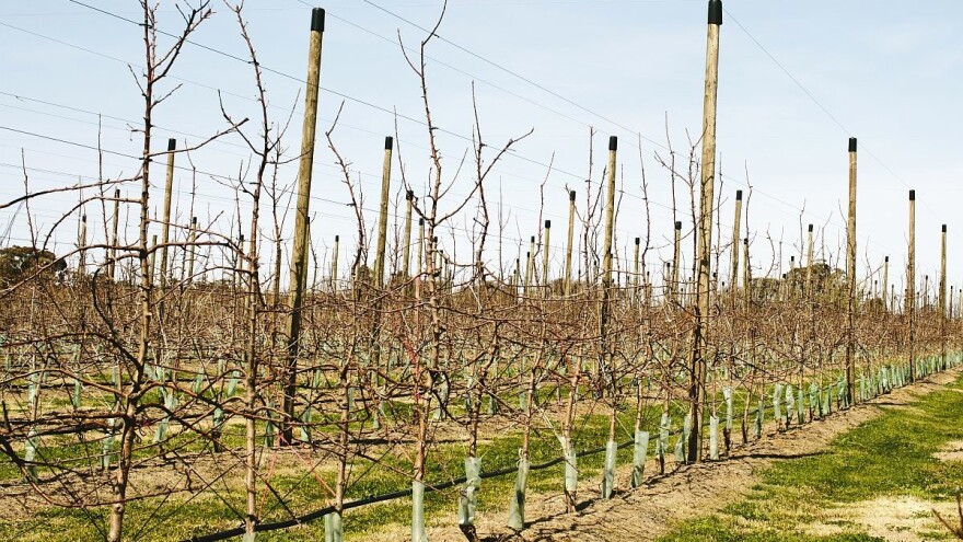 Povijanje grana za veću rodnost i kvalitetnije plodove