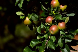 Voćar Nikola Vukota do sada morao 16 puta tretirati jabuke pesticidima