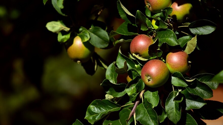 Voćar Nikola Vukota do sada morao 16 puta tretirati jabuke pesticidima