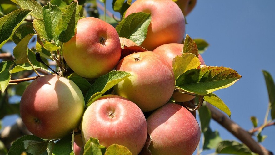Jabuka zahteva ulaganja, ali ima dobre prinose i kvalitet ploda