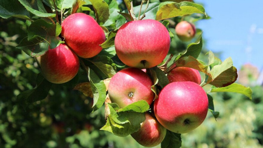 Bela Crkva: Loša godina za jabuku