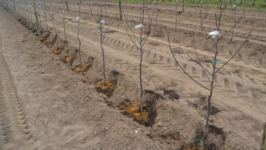 S Agroblen gnojivima u nasadu jabuke ostvarili do 1.000 kg/ha veću proizvodnju