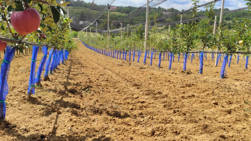 Koje sorte jabuke pokazuju genetsku otpornost na toplinski i sušni stres?