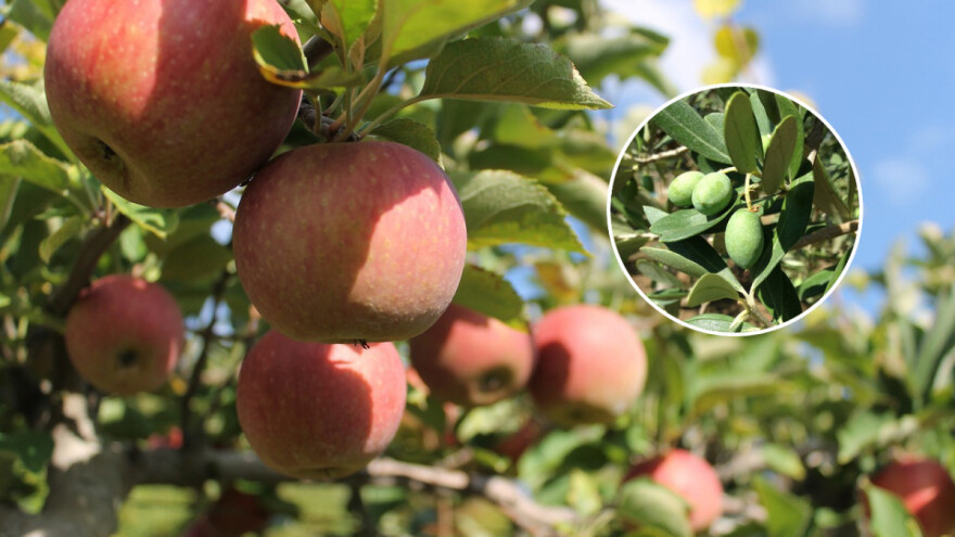 Voćari i maslinari, zaštitite stabla i rod