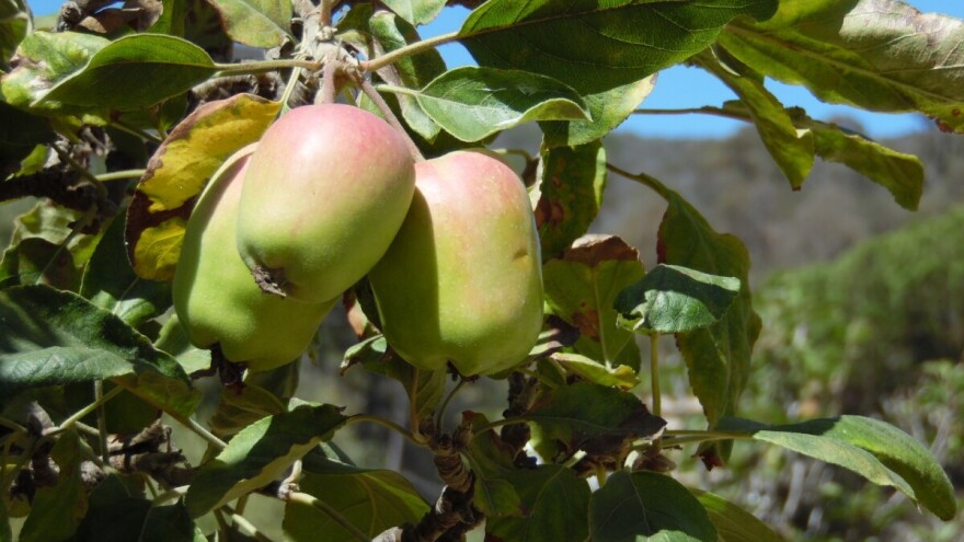 Jabuke iz Hercegovine našle put do egzotičnih destinacija - Maldiva