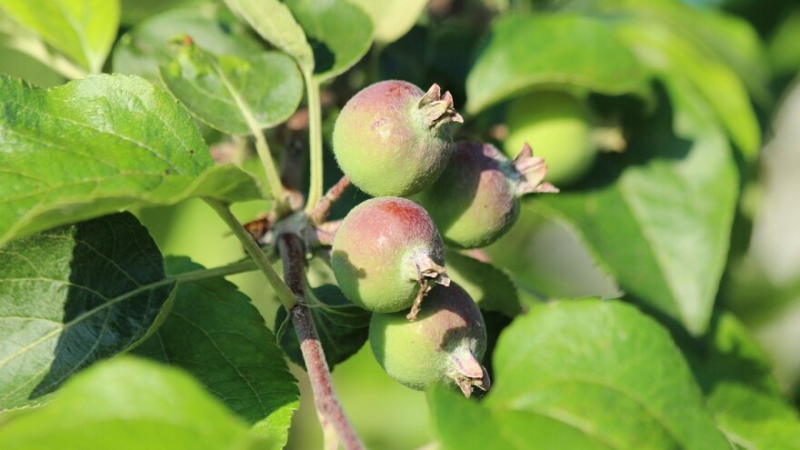 Čime prorijediti jabuke poslije amida?