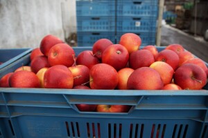Smanjili smo izvoz poljoprivrednih proizvoda za 5%, a povećali uvoz za više od 3%