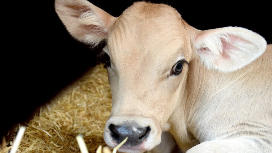 Objavljen je natječaj za podmjeru 10.2. - Potpora za očuvanje, održivo korištenje i razvoj genetskih izvora