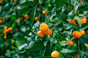 1. studenog - rok za prijave za povlačenje mandarina s tržišta