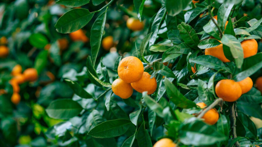 1. studenog - rok za prijave za povlačenje mandarina s tržišta