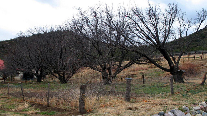Oštra rezidba produžava vek staroj kajsiji