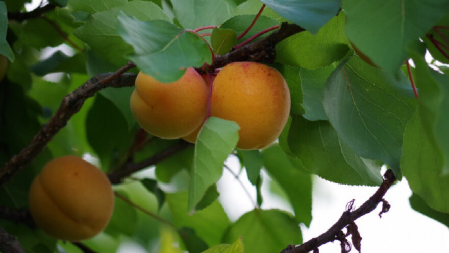 Paolo Laghi: I dalje se kladim na uzgoj marelica