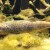 Od 150 slatkovodnih vrsta riba u domaćim rijekama i jezerima oko 50 je endemskih