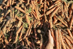 Dobar rod šargarepe uprkos vrućinama - za žičare postoji rešenje