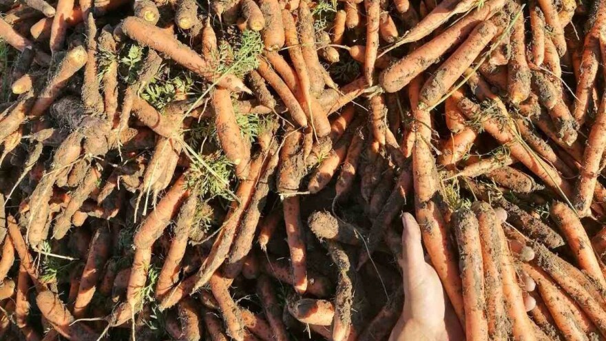 Dobar rod šargarepe uprkos vrućinama - za žičare postoji rešenje