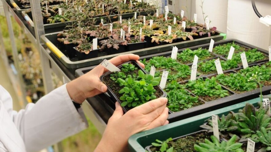 Sajam modelnih biljaka za istraživanje