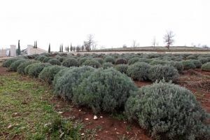 Arboretum kraj Bala - šetnja ulicama sunca i vjetra