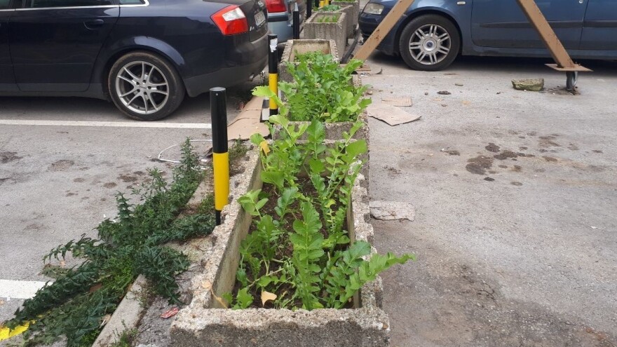 Kinezi u Nišu: Sade povrće u žardinjerama, da zemlja ne ostane neiskorišćena