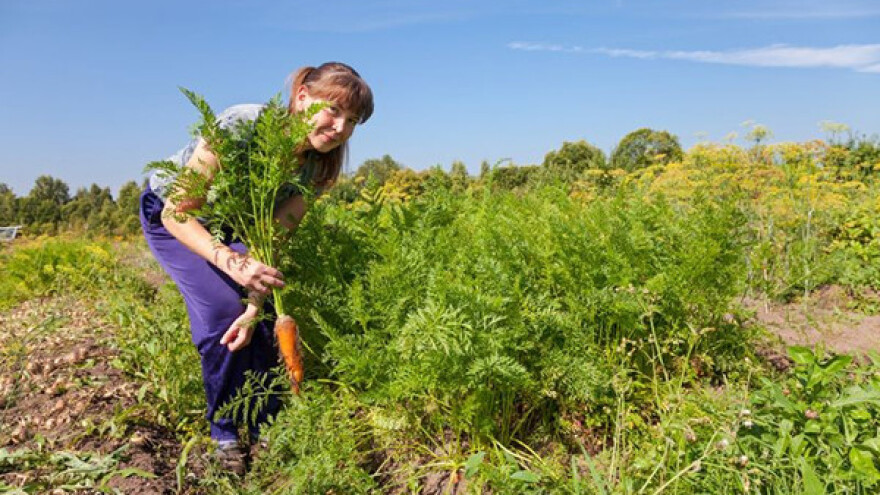 Poljska vodeći proizvođač jabuka i šargarepe!