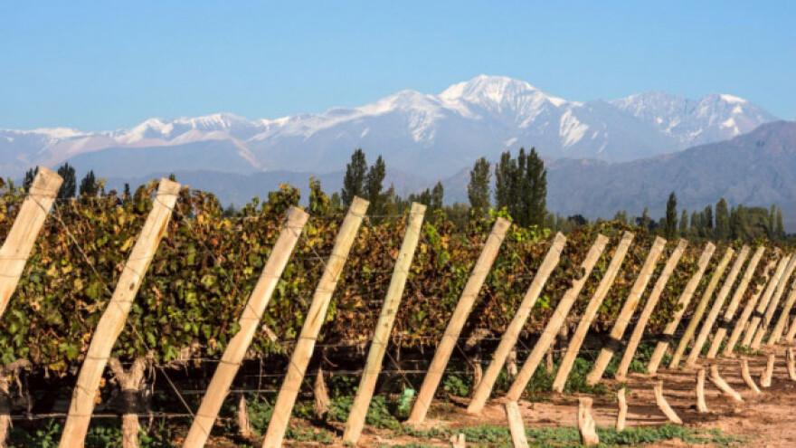 Gdje se nalaze najviši vinogradi na svijetu?