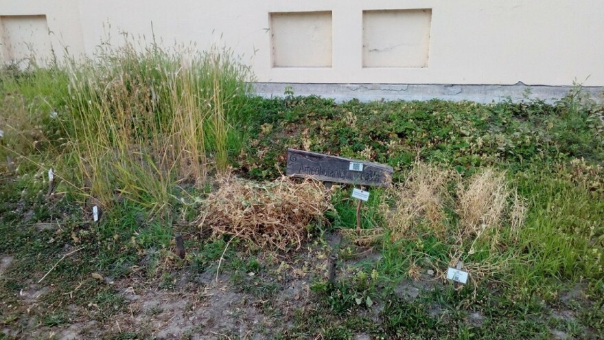 Odakle potiču jabuke, patlidžan i suncokret?